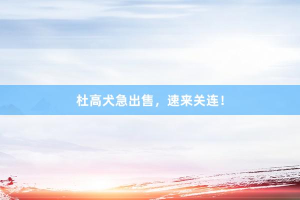 杜高犬急出售，速来关连！